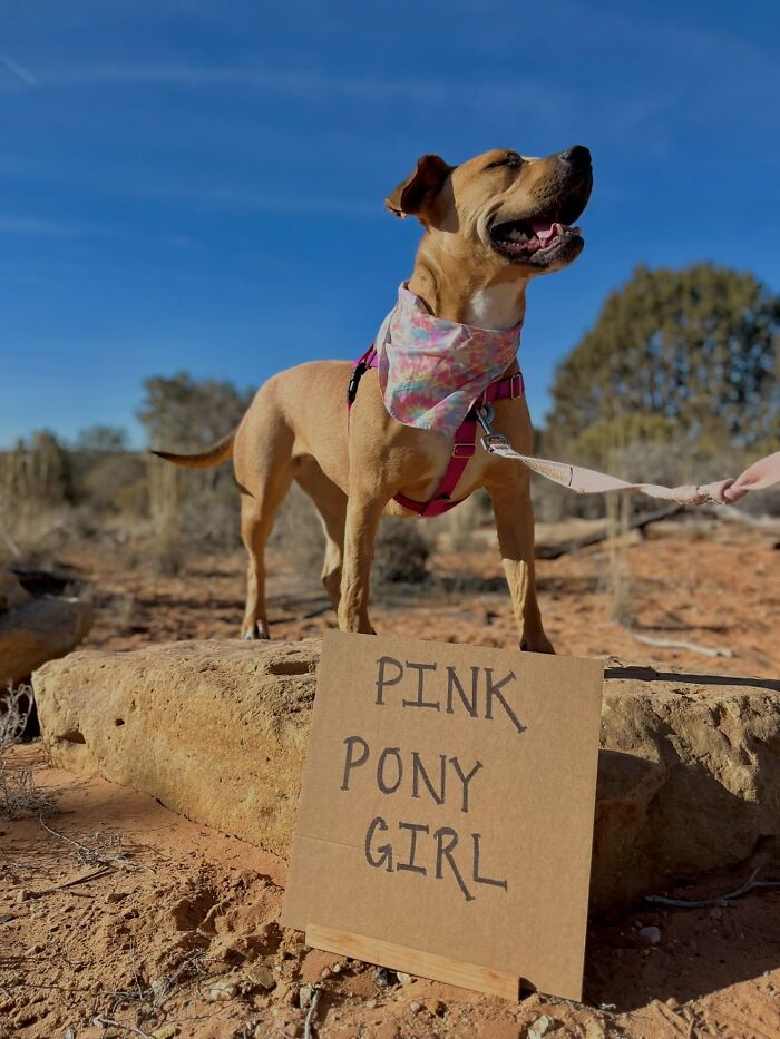 &ldquo;Dog With Sign&rdquo; Uses Its Famous Cardboard Messages To Spotlight Adoptable Pups (44 Pics)