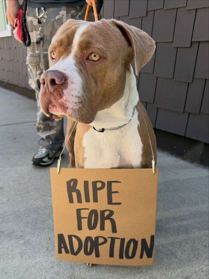 &ldquo;Dog With Sign&rdquo; Uses Its Famous Cardboard Messages To Spotlight Adoptable Pups (44 Pics)