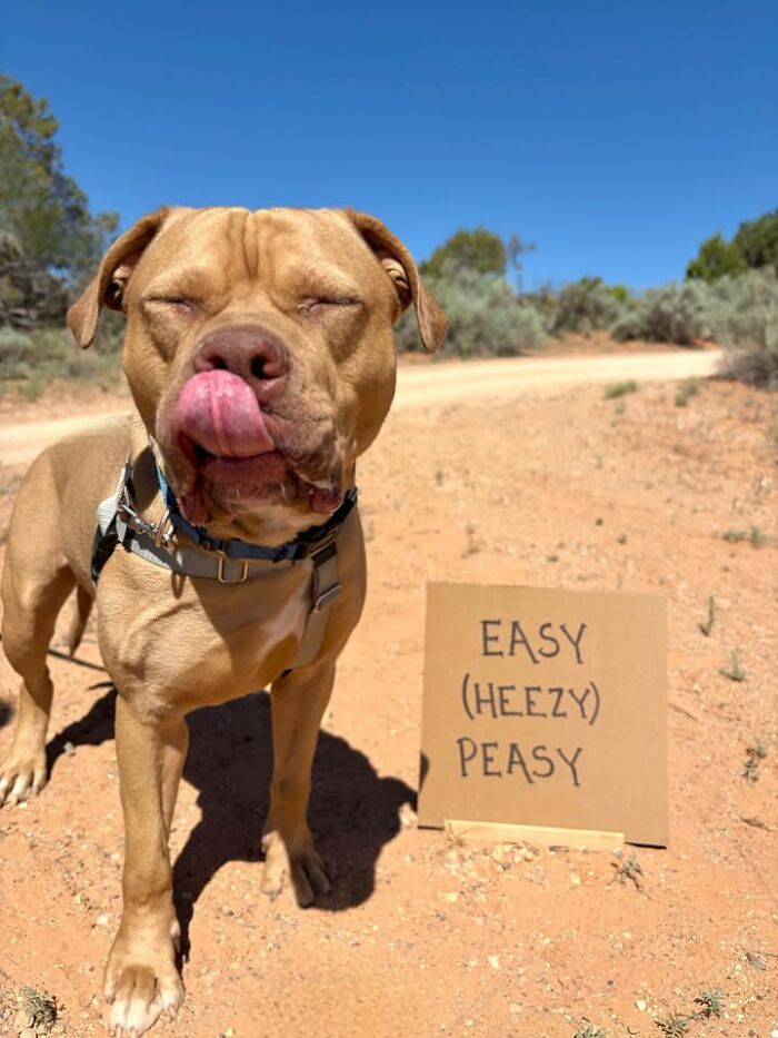 &ldquo;Dog With Sign&rdquo; Uses Its Famous Cardboard Messages To Spotlight Adoptable Pups (44 Pics)