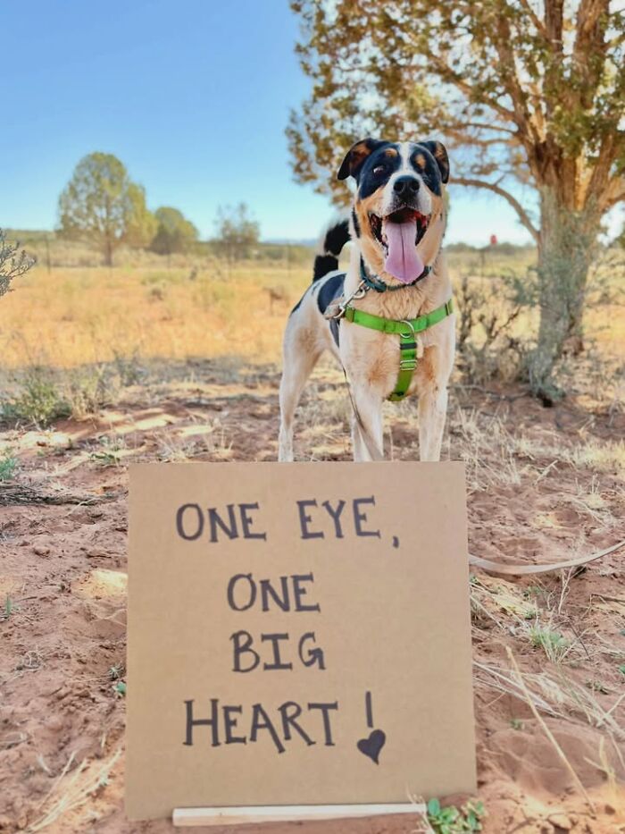 &ldquo;Dog With Sign&rdquo; Uses Its Famous Cardboard Messages To Spotlight Adoptable Pups (44 Pics)