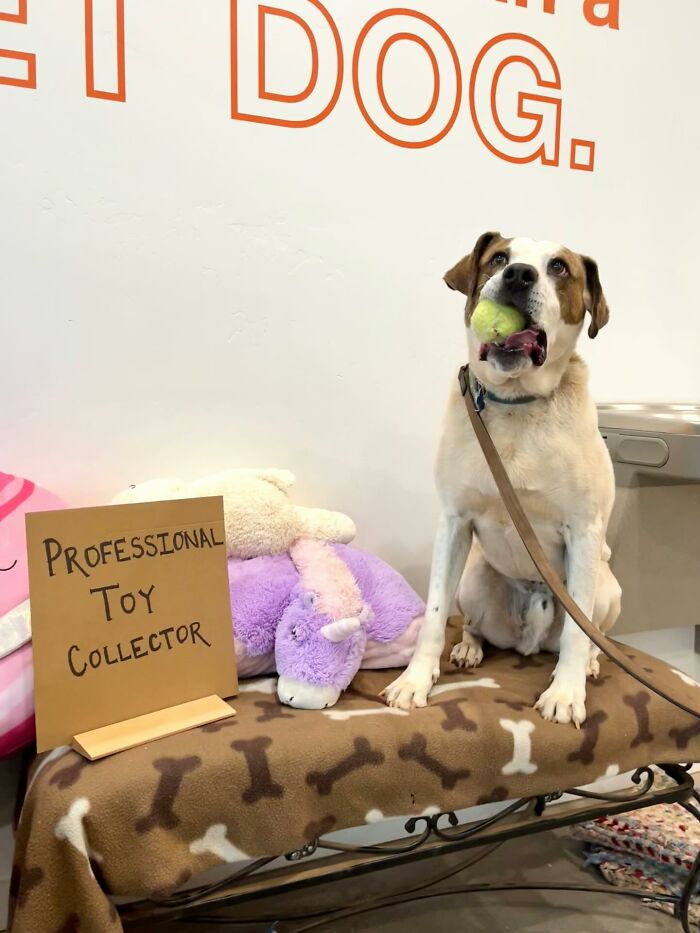 &ldquo;Dog With Sign&rdquo; Uses Its Famous Cardboard Messages To Spotlight Adoptable Pups (44 Pics)