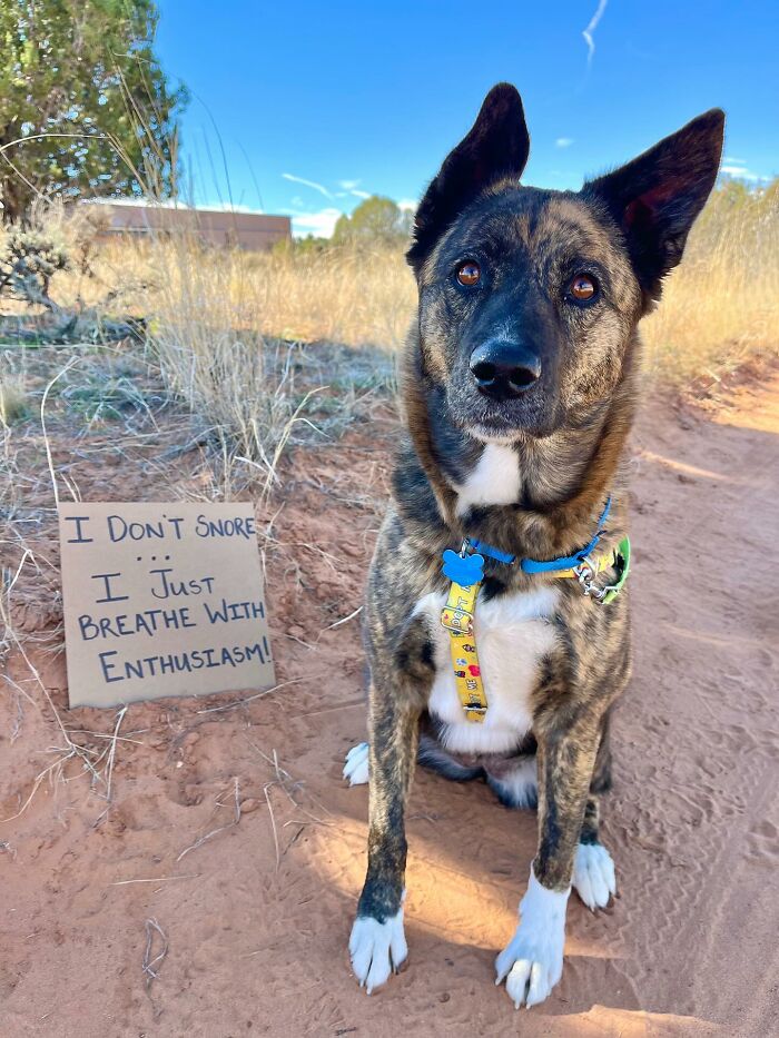 &ldquo;Dog With Sign&rdquo; Uses Its Famous Cardboard Messages To Spotlight Adoptable Pups (44 Pics)