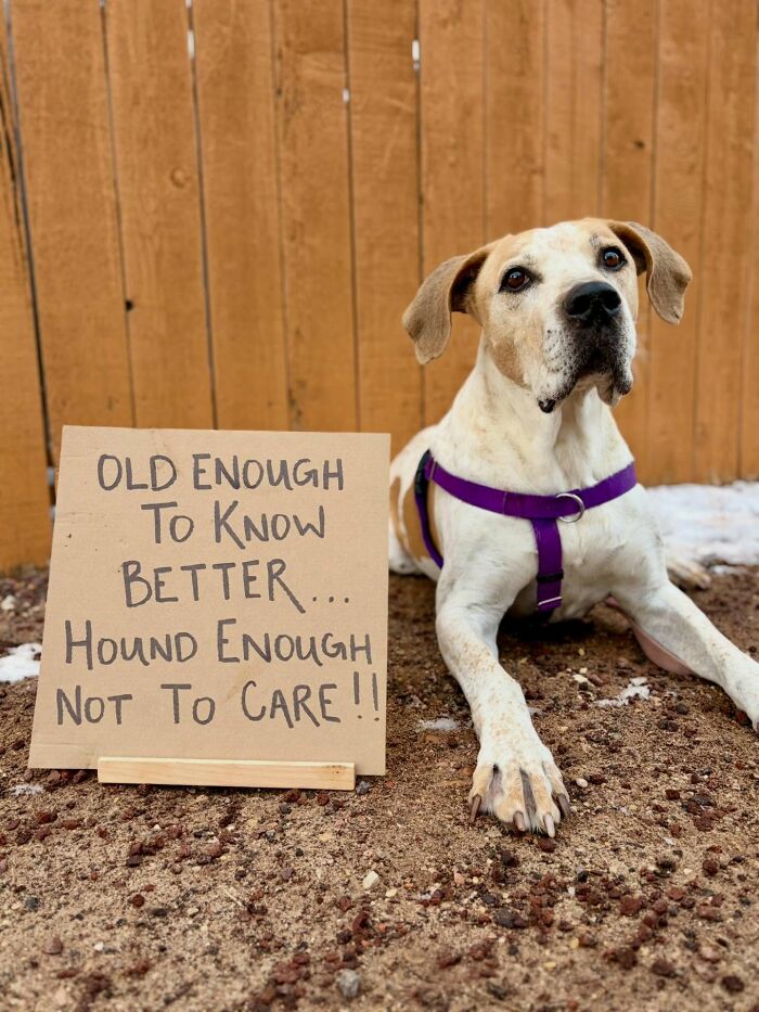 &ldquo;Dog With Sign&rdquo; Uses Its Famous Cardboard Messages To Spotlight Adoptable Pups (44 Pics)