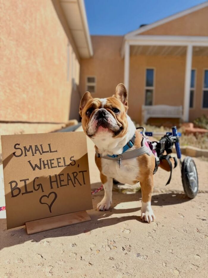 &ldquo;Dog With Sign&rdquo; Uses Its Famous Cardboard Messages To Spotlight Adoptable Pups (44 Pics)