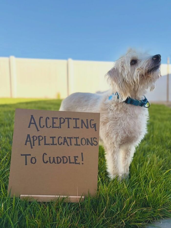 &ldquo;Dog With Sign&rdquo; Uses Its Famous Cardboard Messages To Spotlight Adoptable Pups (44 Pics)