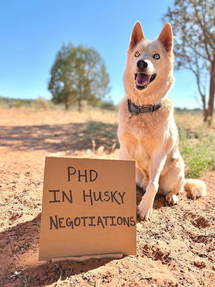 &ldquo;Dog With Sign&rdquo; Uses Its Famous Cardboard Messages To Spotlight Adoptable Pups (44 Pics)