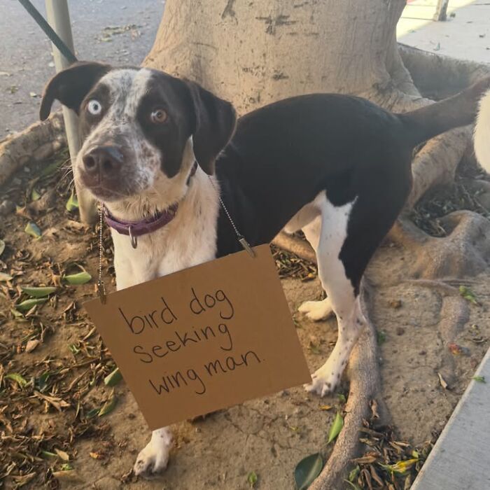 &ldquo;Dog With Sign&rdquo; Uses Its Famous Cardboard Messages To Spotlight Adoptable Pups (44 Pics)