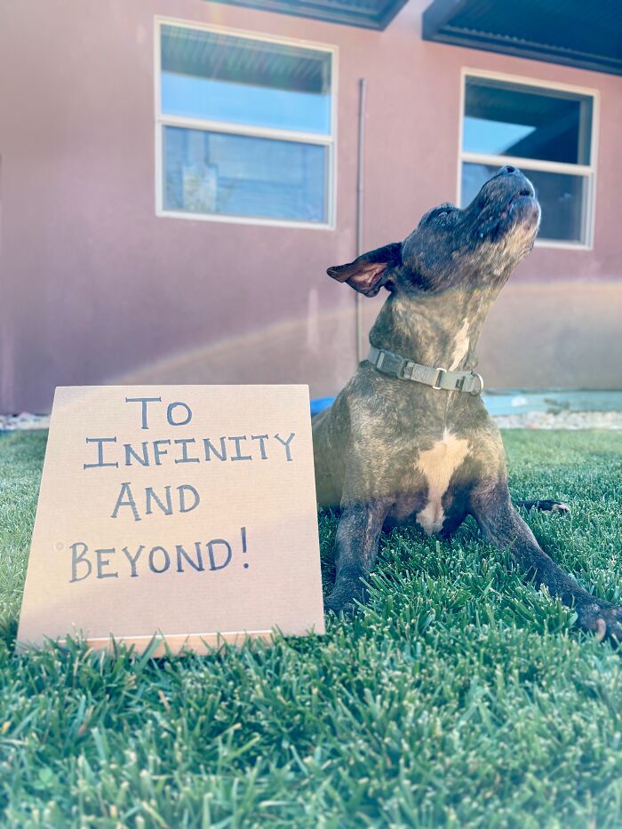 &ldquo;Dog With Sign&rdquo; Uses Its Famous Cardboard Messages To Spotlight Adoptable Pups (44 Pics)