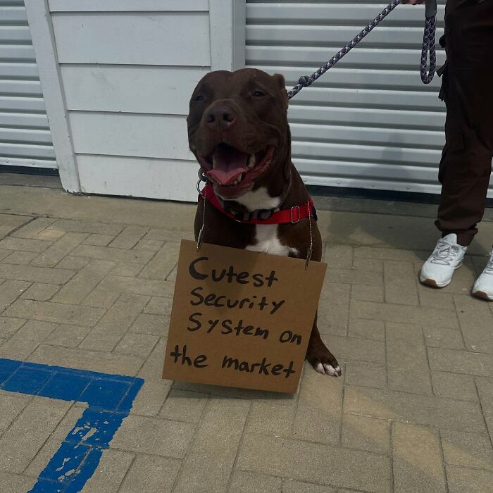 &ldquo;Dog With Sign&rdquo; Uses Its Famous Cardboard Messages To Spotlight Adoptable Pups (44 Pics)