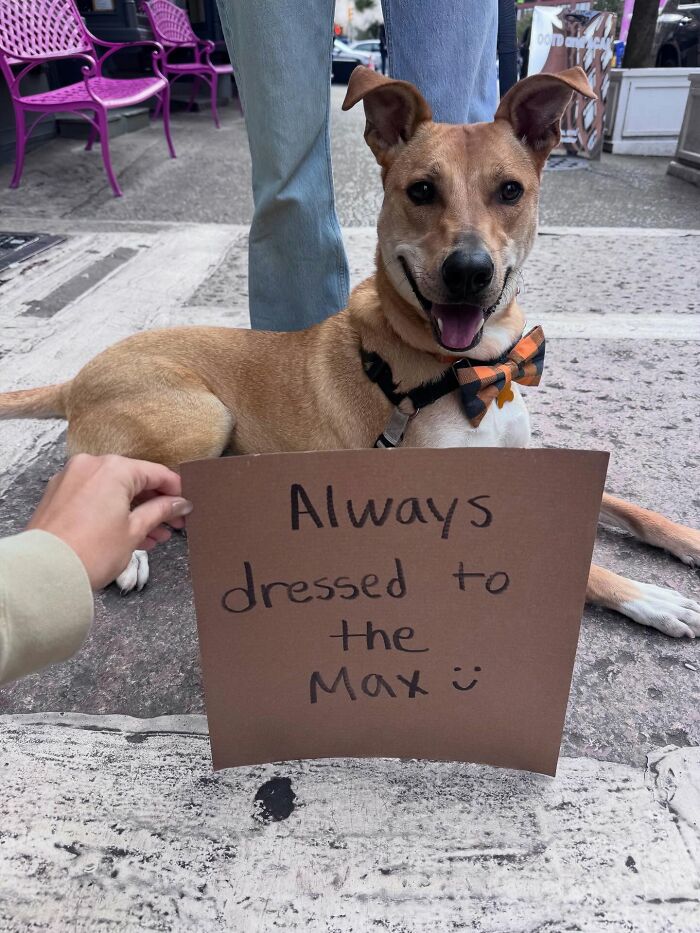 &ldquo;Dog With Sign&rdquo; Uses Its Famous Cardboard Messages To Spotlight Adoptable Pups (44 Pics)