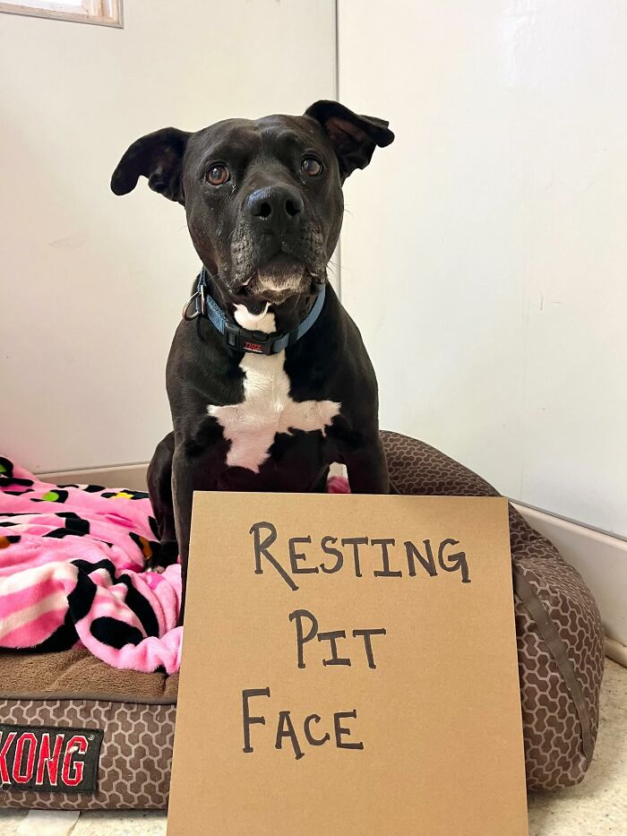 &ldquo;Dog With Sign&rdquo; Uses Its Famous Cardboard Messages To Spotlight Adoptable Pups (44 Pics)