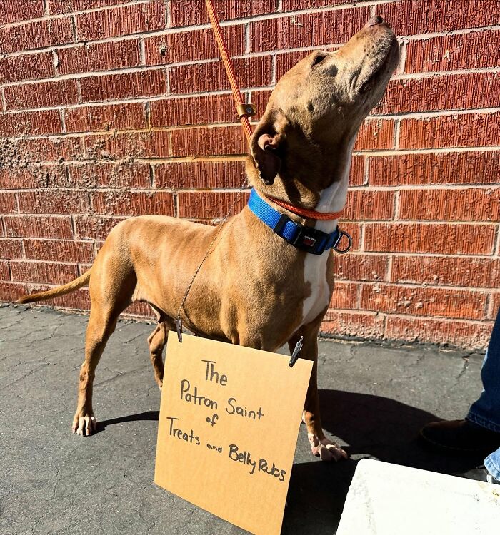 &ldquo;Dog With Sign&rdquo; Uses Its Famous Cardboard Messages To Spotlight Adoptable Pups (44 Pics)