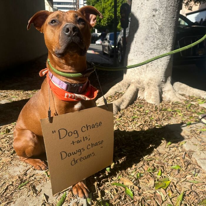 &ldquo;Dog With Sign&rdquo; Uses Its Famous Cardboard Messages To Spotlight Adoptable Pups (44 Pics)