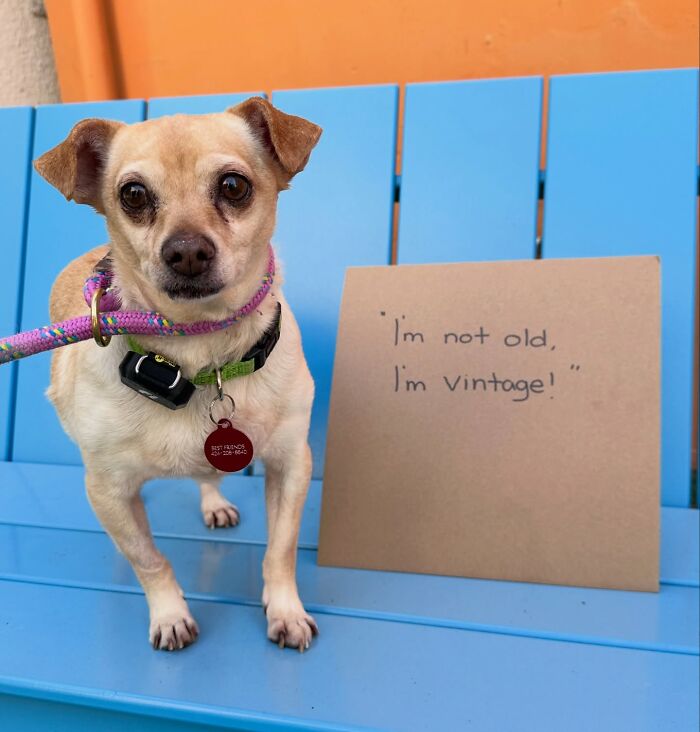 &ldquo;Dog With Sign&rdquo; Uses Its Famous Cardboard Messages To Spotlight Adoptable Pups (44 Pics)