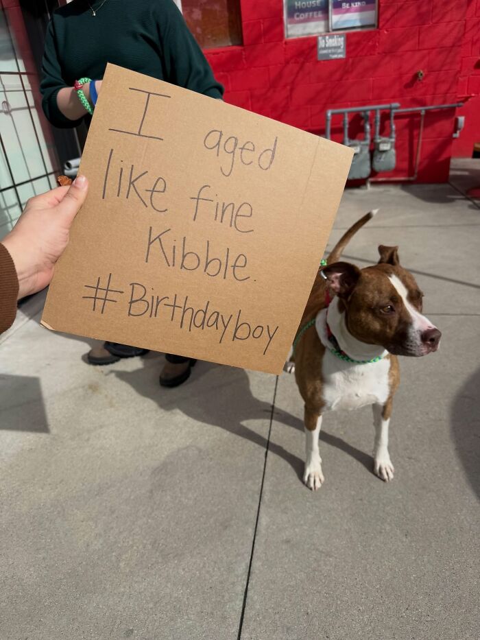 &ldquo;Dog With Sign&rdquo; Uses Its Famous Cardboard Messages To Spotlight Adoptable Pups (44 Pics)