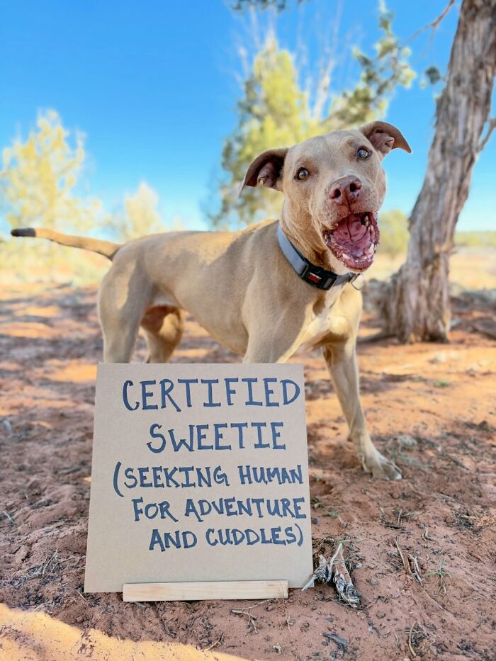 &ldquo;Dog With Sign&rdquo; Uses Its Famous Cardboard Messages To Spotlight Adoptable Pups (44 Pics)