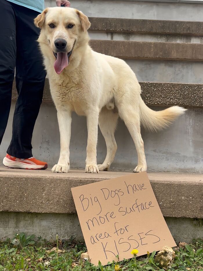 &ldquo;Dog With Sign&rdquo; Uses Its Famous Cardboard Messages To Spotlight Adoptable Pups (44 Pics)