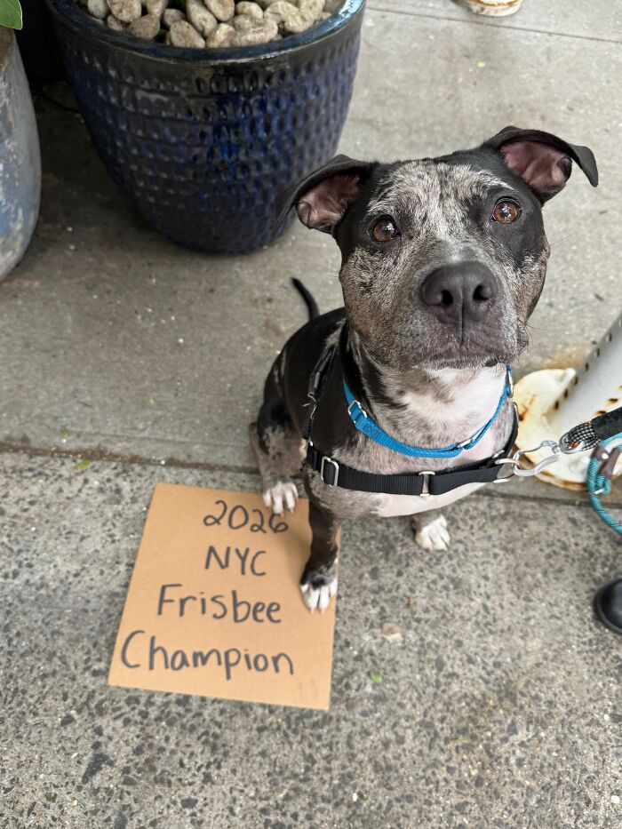 &ldquo;Dog With Sign&rdquo; Uses Its Famous Cardboard Messages To Spotlight Adoptable Pups (44 Pics)