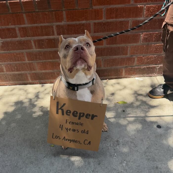 &ldquo;Dog With Sign&rdquo; Uses Its Famous Cardboard Messages To Spotlight Adoptable Pups (44 Pics)