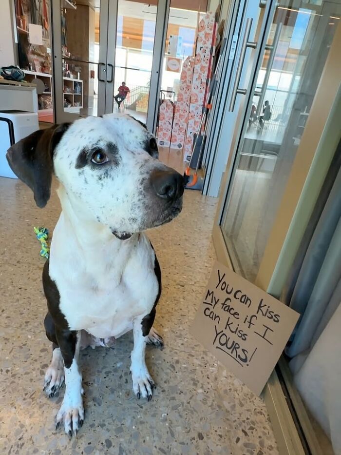 &ldquo;Dog With Sign&rdquo; Uses Its Famous Cardboard Messages To Spotlight Adoptable Pups (44 Pics)
