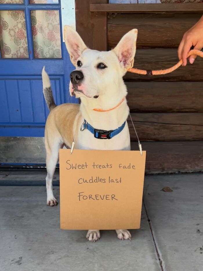 &ldquo;Dog With Sign&rdquo; Uses Its Famous Cardboard Messages To Spotlight Adoptable Pups (44 Pics)