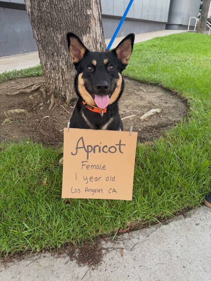 &ldquo;Dog With Sign&rdquo; Uses Its Famous Cardboard Messages To Spotlight Adoptable Pups (44 Pics)
