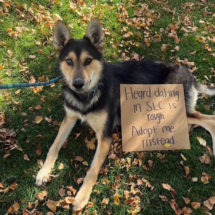 &ldquo;Dog With Sign&rdquo; Uses Its Famous Cardboard Messages To Spotlight Adoptable Pups (44 Pics)
