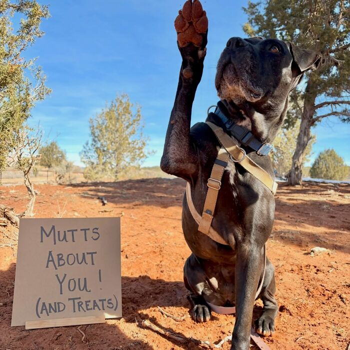 &ldquo;Dog With Sign&rdquo; Uses Its Famous Cardboard Messages To Spotlight Adoptable Pups (44 Pics)
