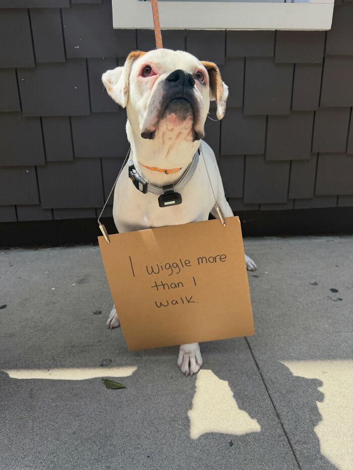 &ldquo;Dog With Sign&rdquo; Uses Its Famous Cardboard Messages To Spotlight Adoptable Pups (44 Pics)