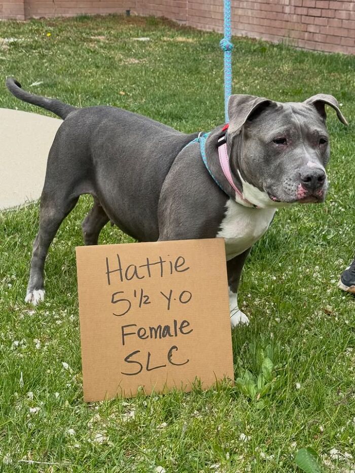 &ldquo;Dog With Sign&rdquo; Uses Its Famous Cardboard Messages To Spotlight Adoptable Pups (44 Pics)