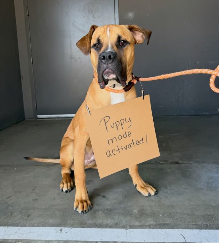 &ldquo;Dog With Sign&rdquo; Uses Its Famous Cardboard Messages To Spotlight Adoptable Pups (44 Pics)