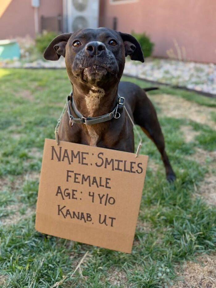 &ldquo;Dog With Sign&rdquo; Uses Its Famous Cardboard Messages To Spotlight Adoptable Pups (44 Pics)