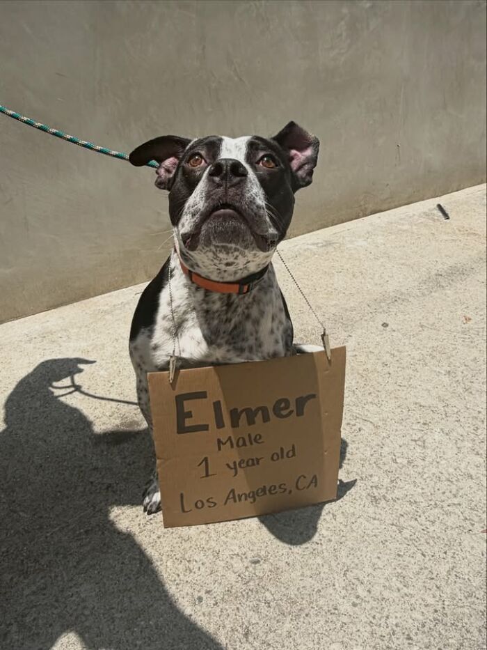 &ldquo;Dog With Sign&rdquo; Uses Its Famous Cardboard Messages To Spotlight Adoptable Pups (44 Pics)