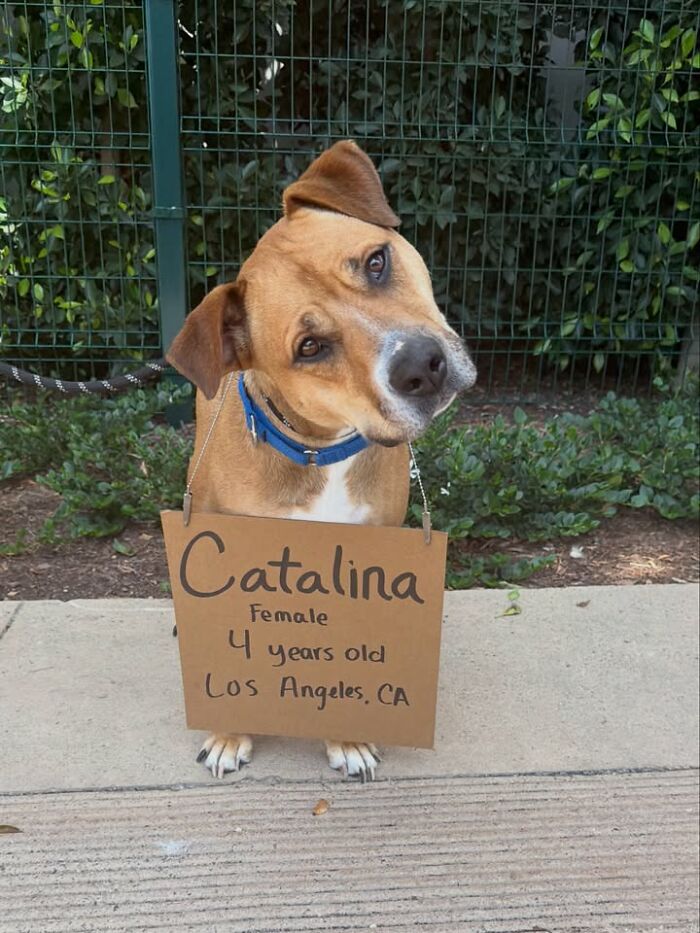 &ldquo;Dog With Sign&rdquo; Uses Its Famous Cardboard Messages To Spotlight Adoptable Pups (44 Pics)