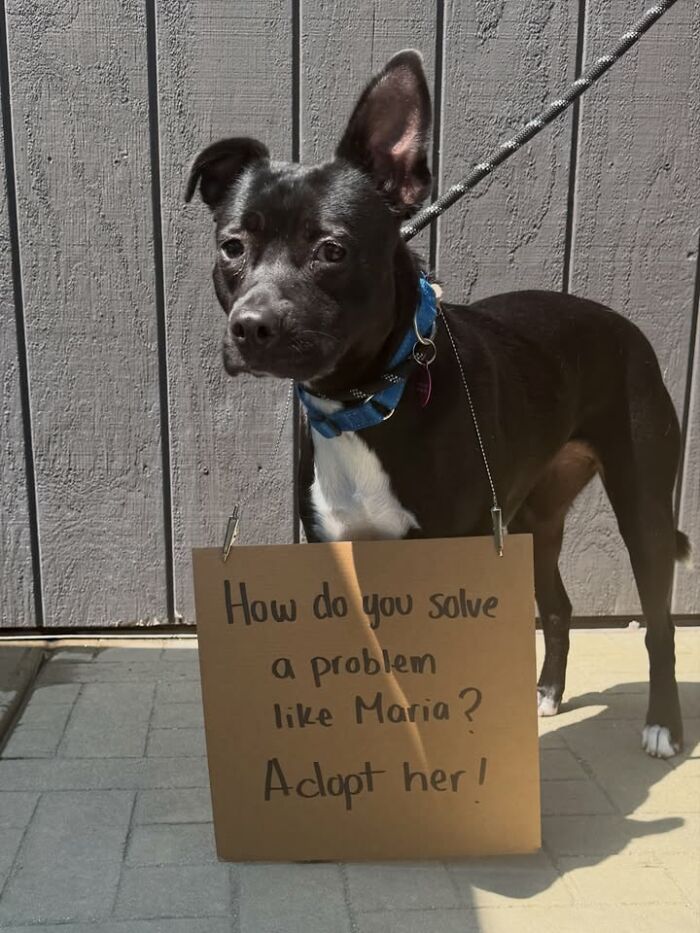 &ldquo;Dog With Sign&rdquo; Uses Its Famous Cardboard Messages To Spotlight Adoptable Pups (44 Pics)