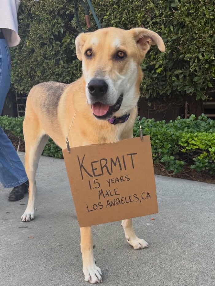&ldquo;Dog With Sign&rdquo; Uses Its Famous Cardboard Messages To Spotlight Adoptable Pups (44 Pics)
