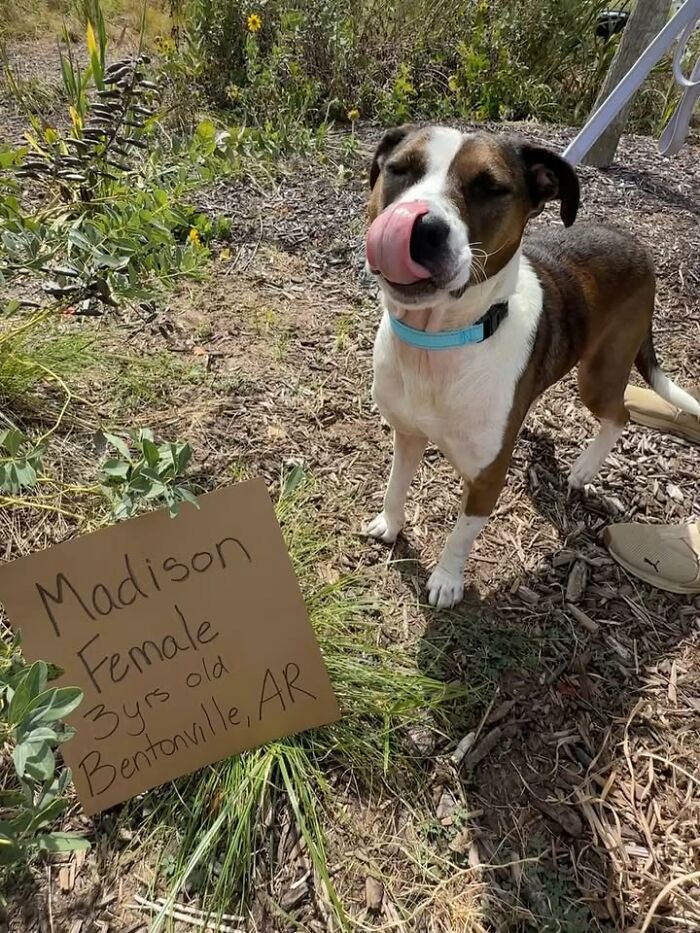 &ldquo;Dog With Sign&rdquo; Uses Its Famous Cardboard Messages To Spotlight Adoptable Pups (44 Pics)