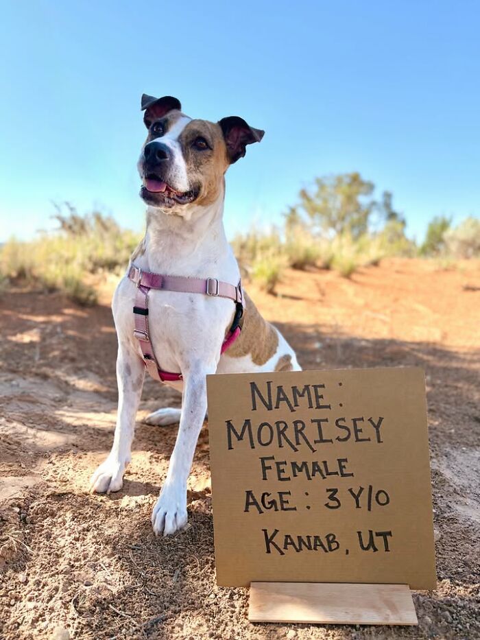 &ldquo;Dog With Sign&rdquo; Uses Its Famous Cardboard Messages To Spotlight Adoptable Pups (44 Pics)