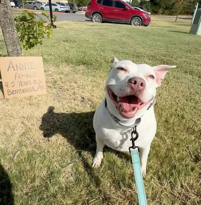 &ldquo;Dog With Sign&rdquo; Uses Its Famous Cardboard Messages To Spotlight Adoptable Pups (44 Pics)