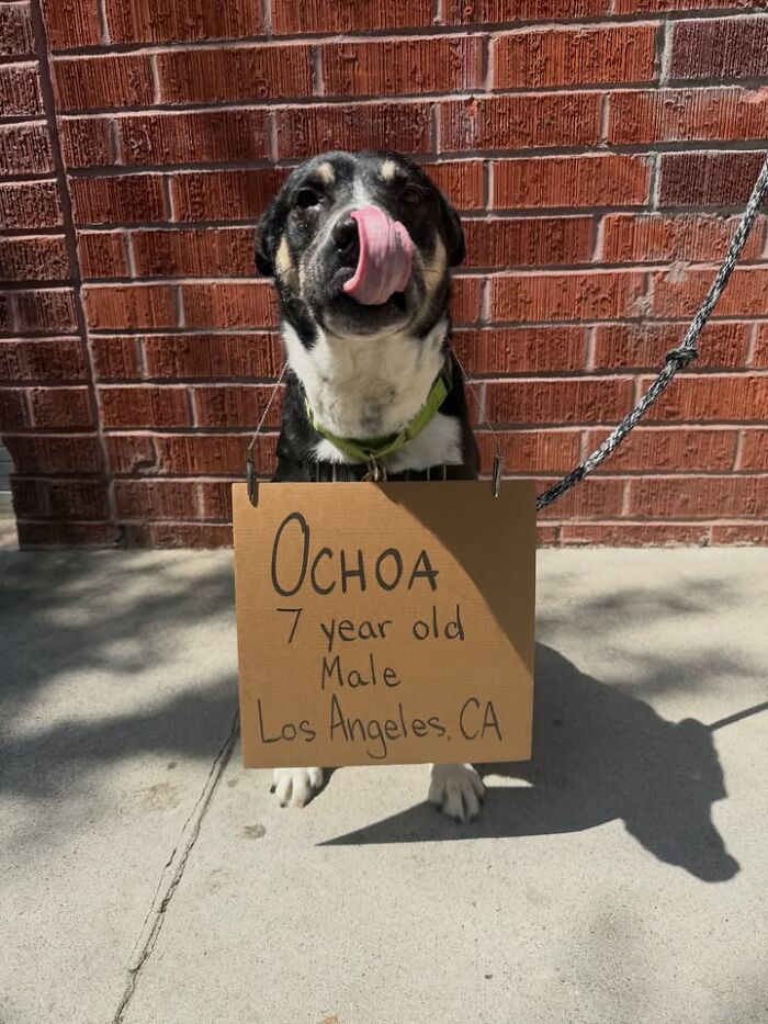 &ldquo;Dog With Sign&rdquo; Uses Its Famous Cardboard Messages To Spotlight Adoptable Pups (44 Pics)