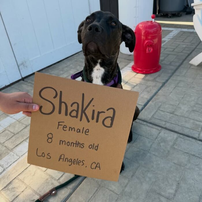&ldquo;Dog With Sign&rdquo; Uses Its Famous Cardboard Messages To Spotlight Adoptable Pups (44 Pics)