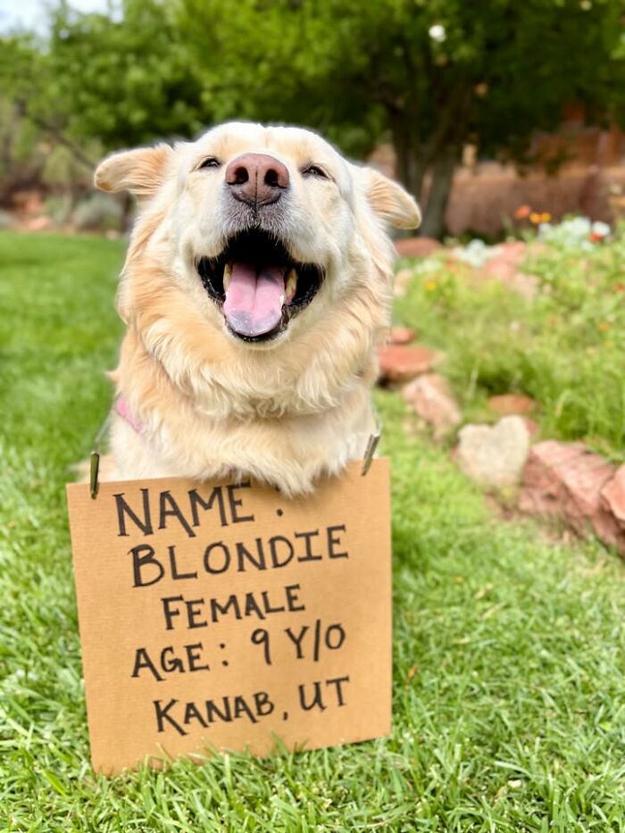 &ldquo;Dog With Sign&rdquo; Uses Its Famous Cardboard Messages To Spotlight Adoptable Pups (44 Pics)
