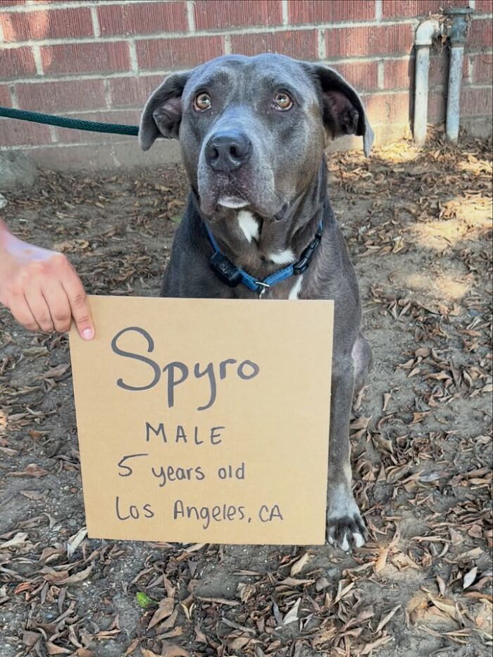 &ldquo;Dog With Sign&rdquo; Uses Its Famous Cardboard Messages To Spotlight Adoptable Pups (44 Pics)