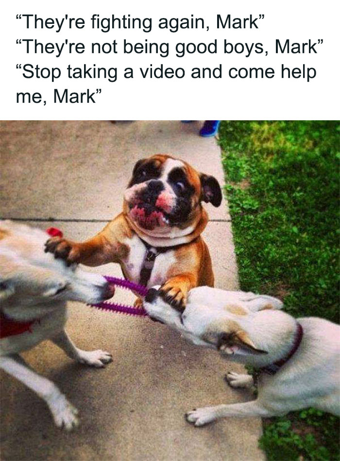 79 Times Dogs Were So Hilariously Adorable That They Got Turned Into Memes