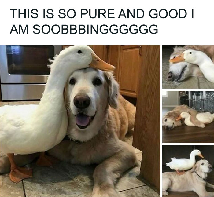 79 Times Dogs Were So Hilariously Adorable That They Got Turned Into Memes