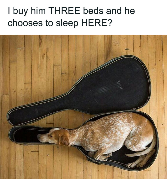 79 Times Dogs Were So Hilariously Adorable That They Got Turned Into Memes