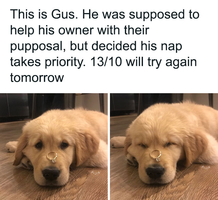 79 Times Dogs Were So Hilariously Adorable That They Got Turned Into Memes