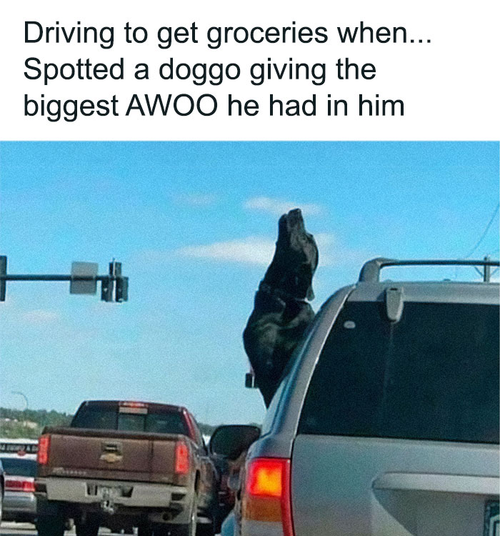 79 Times Dogs Were So Hilariously Adorable That They Got Turned Into Memes