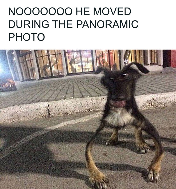 79 Times Dogs Were So Hilariously Adorable That They Got Turned Into Memes