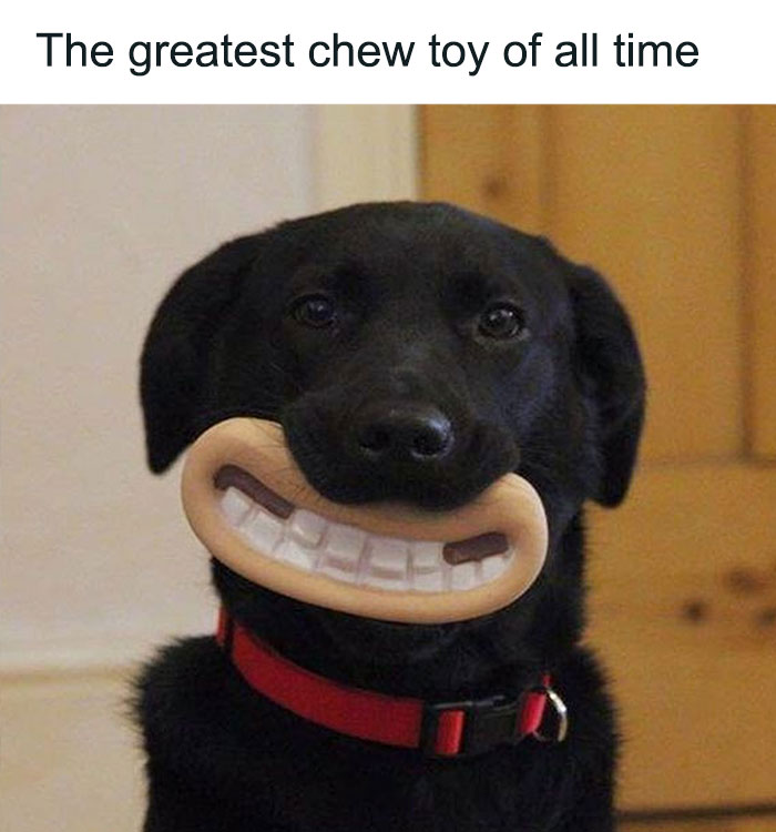 79 Times Dogs Were So Hilariously Adorable That They Got Turned Into Memes